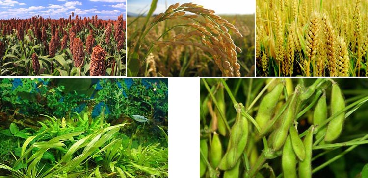 浙江鱼饲料草莓视频下载网站采购注意事项 浙江鱼饲料草莓视频下载网站采购注意事项