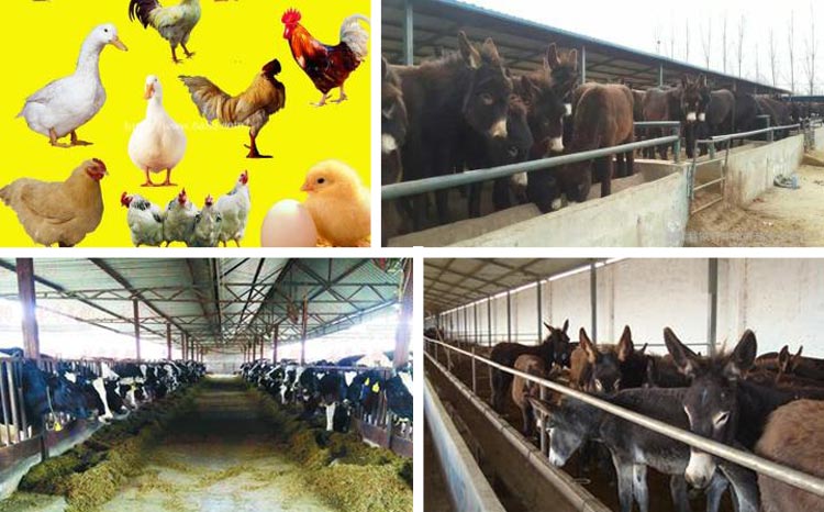 浙江鱼饲料草莓视频下载网站采购注意事项 浙江鱼饲料草莓视频下载网站采购注意事项