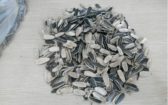瓜子皮 瓜子皮