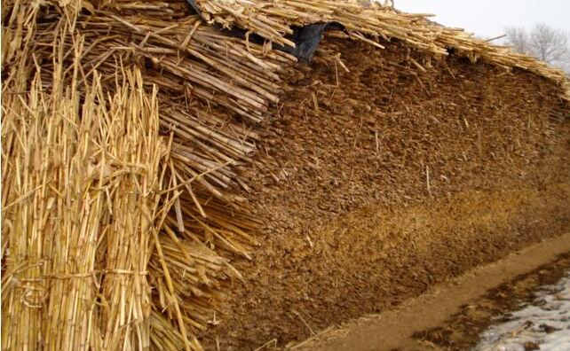 玉米秸秆 玉米秸秆