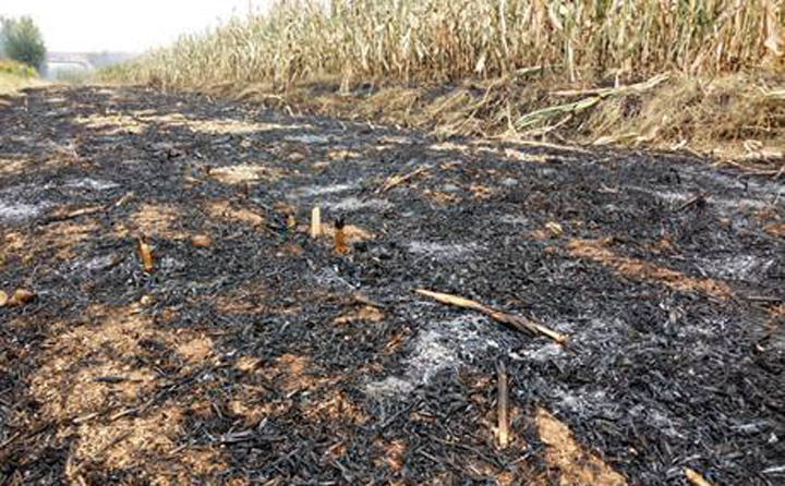 秸秆草莓视频下载网站增加秸秆利用渠道,减少秸秆乱烧现象 秸秆草莓视频下载网站增加秸秆利用渠道,减少秸秆乱烧现象