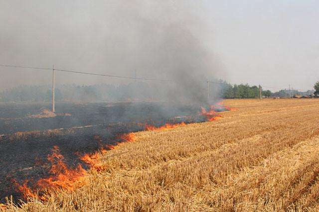 秸秆焚烧 生物质草莓视频下载网站械