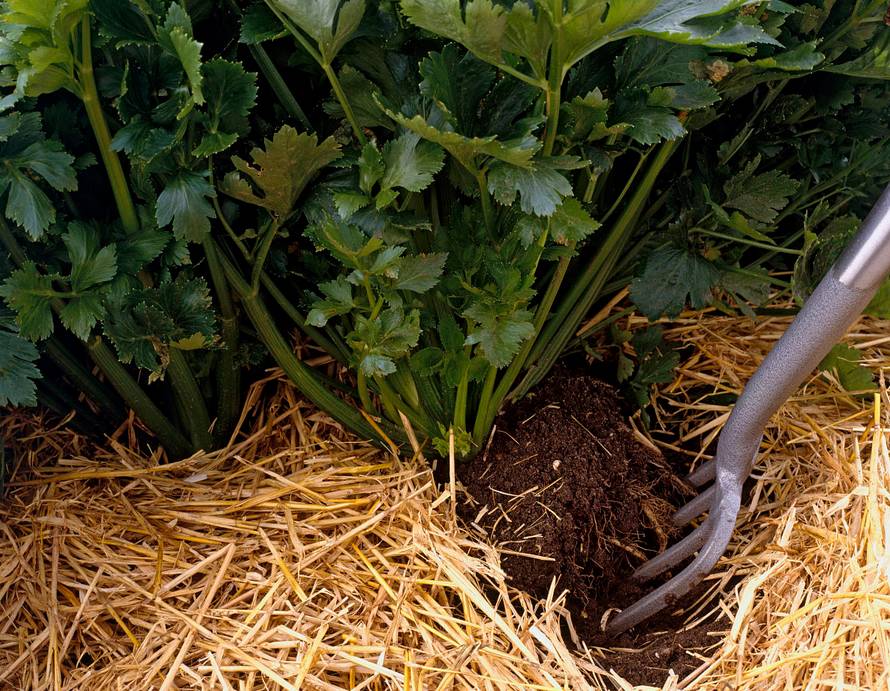 秸秆乱堆乱放 生物质草莓视频下载网站械