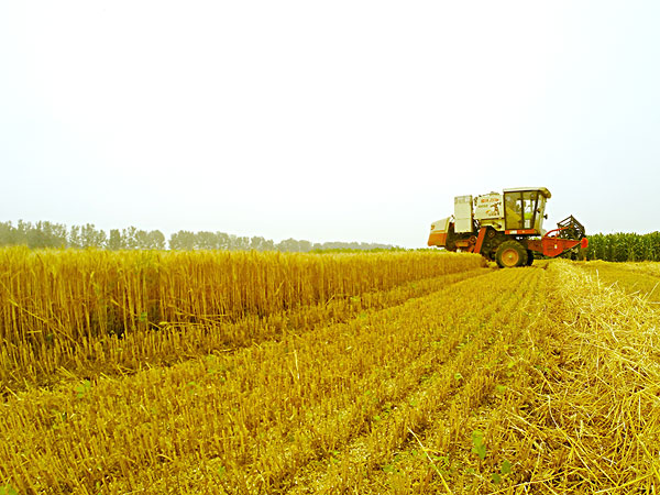 生物质资源 生物质草莓视频下载网站械