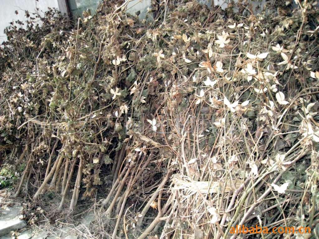 秸秆资源丰富 生物质草莓视频下载网站械