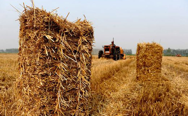 生物质资源丰富 生物质草莓视频下载网站械