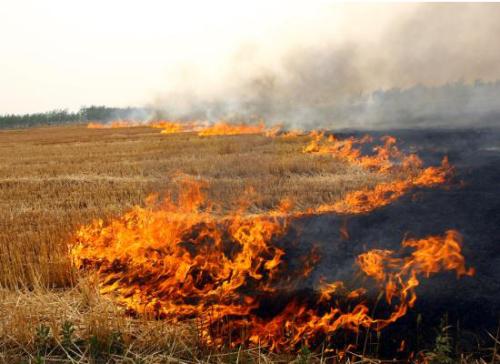 秸秆焚烧屡禁不止 生物质草莓视频下载网站械