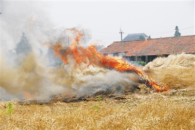 农林废弃物被焚烧 生物质草莓视频下载网站械
