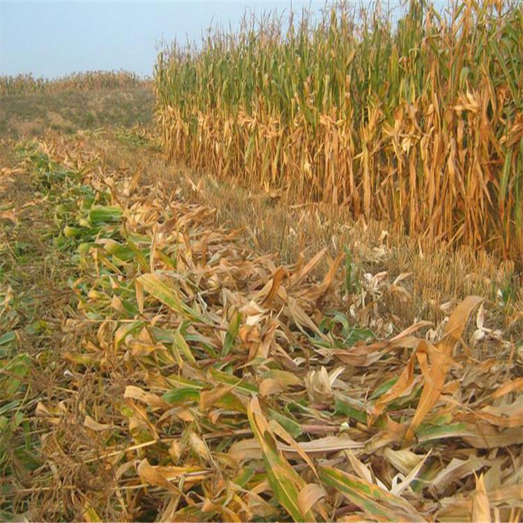 生物质草莓视频下载网站原料秸秆 生物质草莓视频下载网站原料秸秆