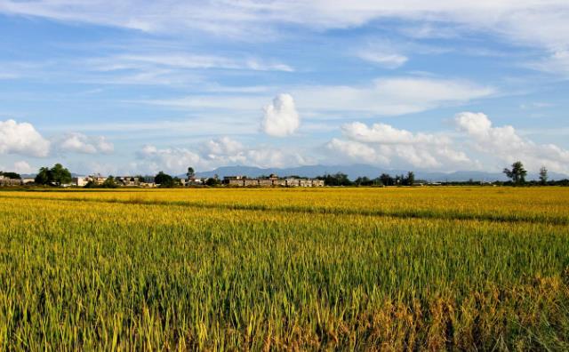 农作物秸秆 生物质草莓视频下载网站械