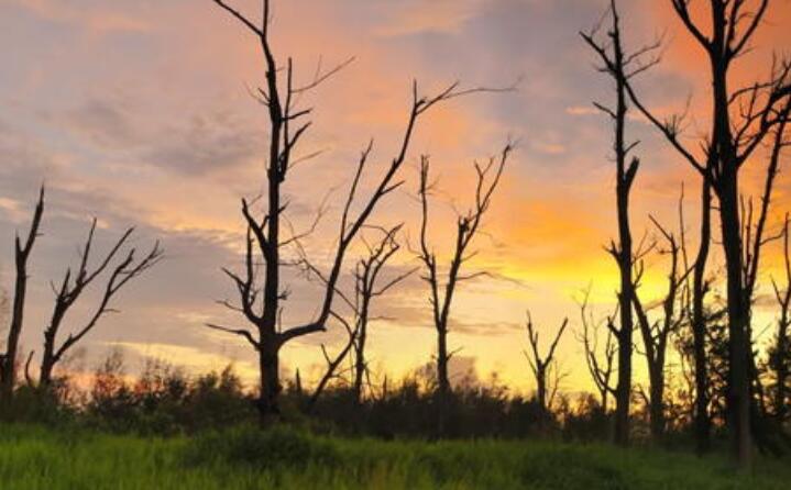 林业生物质能源 林业生物质能源