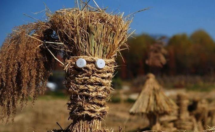 生物质燃料草莓视频下载网站原材料 生物质燃料草莓视频下载网站原材料