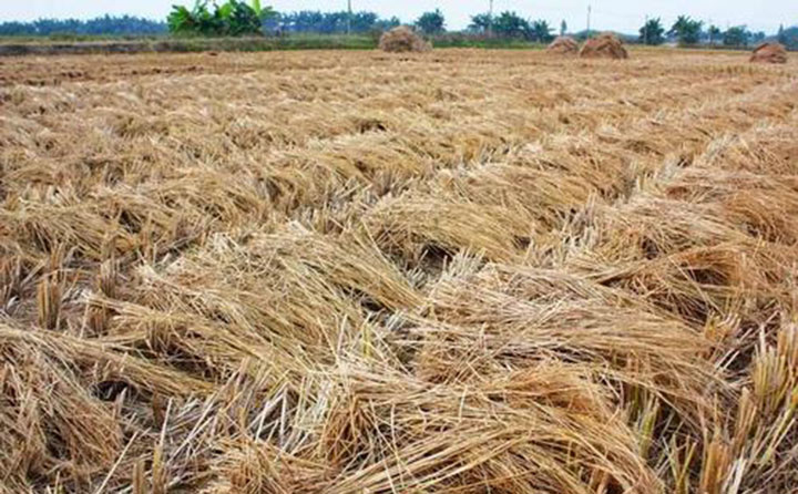 在湖南,每年小麦的收割季的时候,秸秆焚烧的问题都令草莓视频APP网址进入18在线头疼,到底有没有更加科学合理的方式来解决秸秆问题呢? 在湖南,每年小麦的收割季的时候,秸秆焚烧的问题都令草莓视频APP网址进入18在线头疼,到底有没有更加科学合理的方式来解决秸秆问题呢?