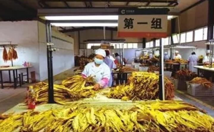 生物质颗粒为贵州烟农带去的转变 生物质颗粒为贵州烟农带去的转变