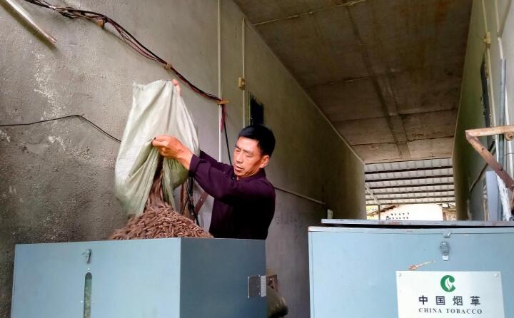 石城县高田镇上柏村烟农陈远朝在向生物质燃烧机添加生物质颗粒燃料 石城县高田镇上柏村烟农陈远朝在向生物质燃烧机添加生物质颗粒燃料