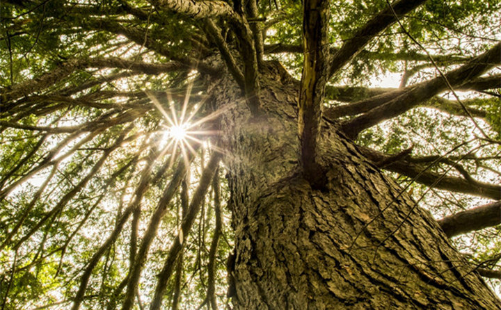 生物质草莓视频下载网站，主要都加工哪些原料？