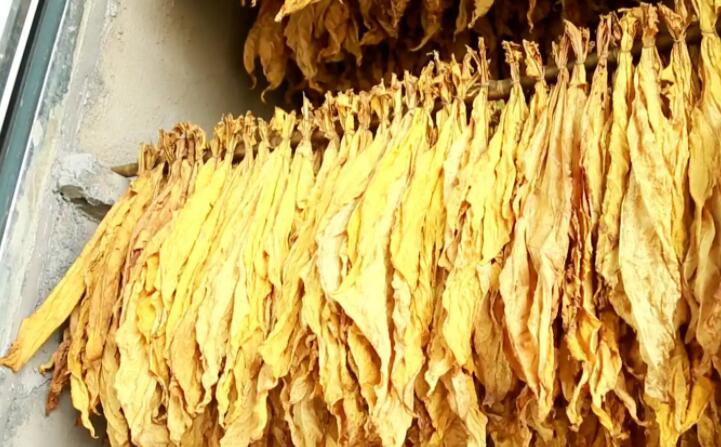 湖北秭归烟草:“低碳”助力绿色发展 湖北秭归烟草:“低碳”助力绿色发展