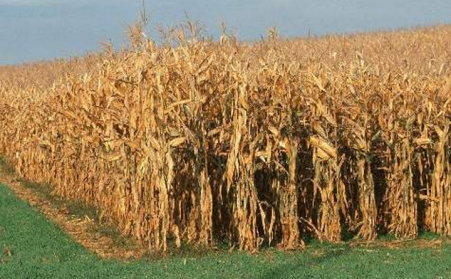 经济的发展推动秸秆草莓视频下载网站的出现