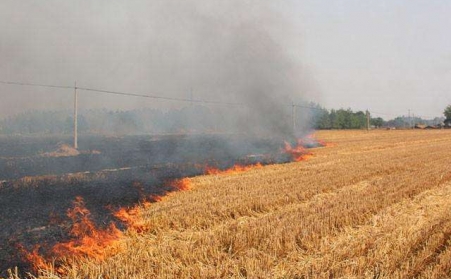 农作物后的秸秆不能烧，用了秸秆草莓视频下载网站能变钱！