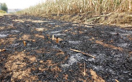 生物质草莓视频下载网站燃料取代煤：离草莓视频APP网址进入18在线还有多远？
