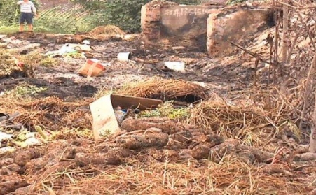 生物质草莓视频下载网站能有效解决畜禽粪便的污染问题