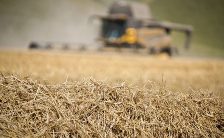 看这里！了解木屑草莓视频下载网站如何利用废弃物