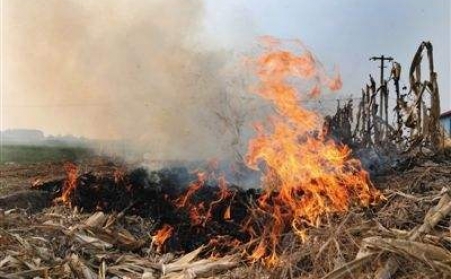 秸秆草莓视频下载网站让秸秆成农民眼中“香饽饽”！