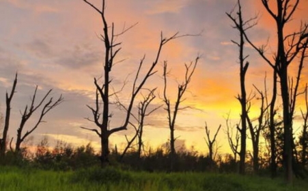 河北锯末草莓视频下载网站的社会意义