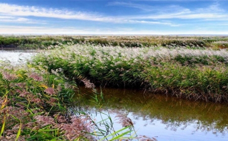 湖上开来水草清理船，芦苇等可作为生物质发电厂原料