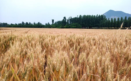 分析我国生物质能源有哪些利用？