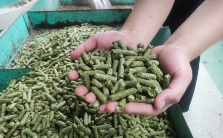 河北生物质草莓视频下载网站加工的颗粒为什么会变黑？