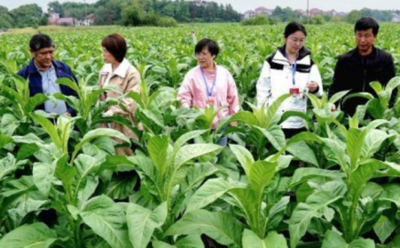 江西吉安：生物质烘烤 “点燃” 烟叶产业绿色转型之路